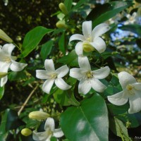 Murraya paniculata (L.) Jack